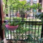 Picture of 2 Pack Metal Garden Trellis 86.7" x 19.7" Rustproof Trellis for Climbing Plants Outdoor Flower Support Black